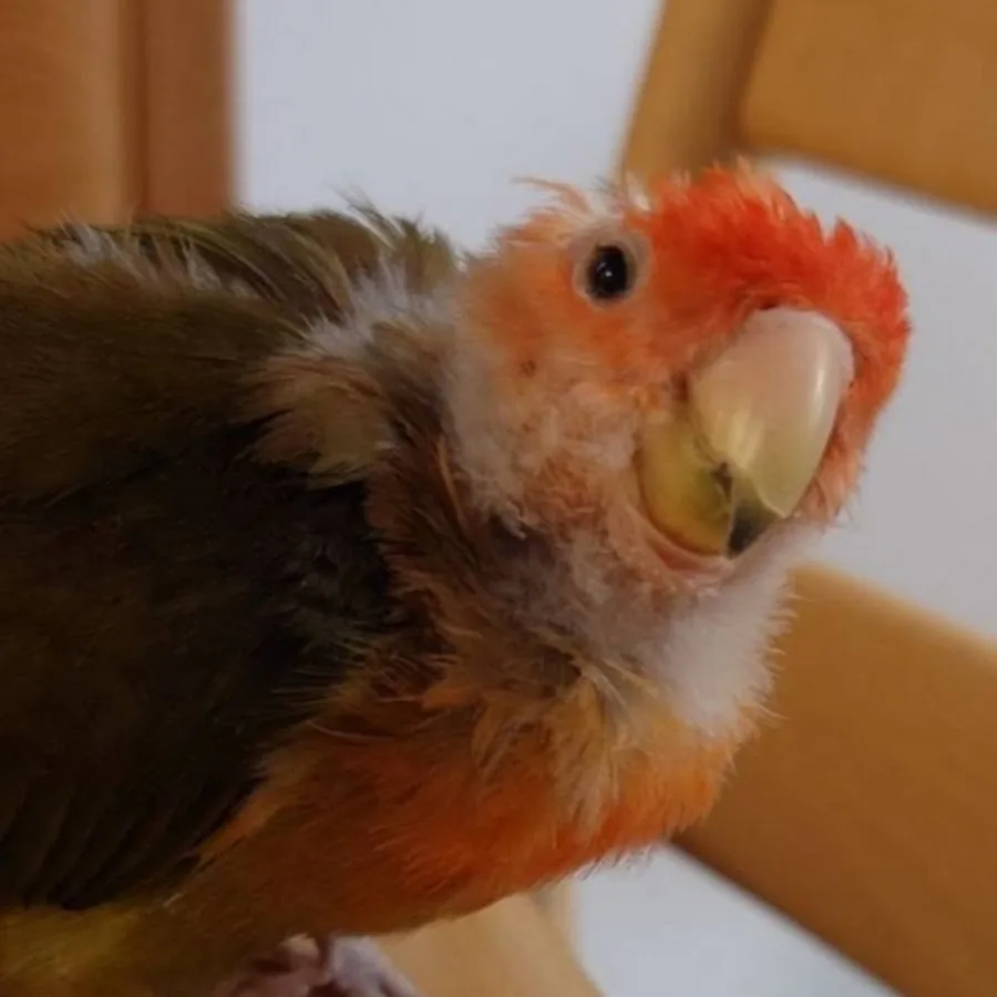 鳥琦